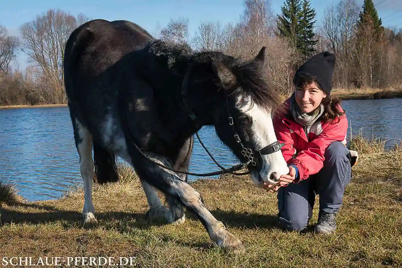 Pferd im Kompliment, Unterricht und Kurse in Clickertraining, Bodenarbeit, Zirzkuslektion, Zirzensik, Pferdetraining München