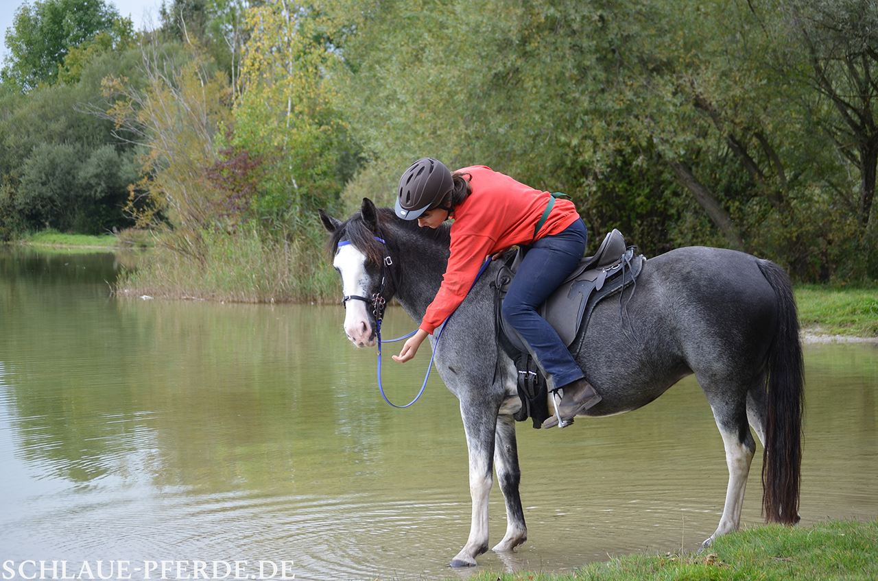 Pferd mit Reiter im Wasser - Pferd bekommt eine Belohnung; Gelassenheitstraining, Clickertraining