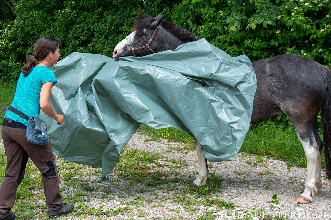 Zirkustrick, Gelassenheitstraining: Pferd zieht sich eine Plane herunter, die auf dem Rücken liegt