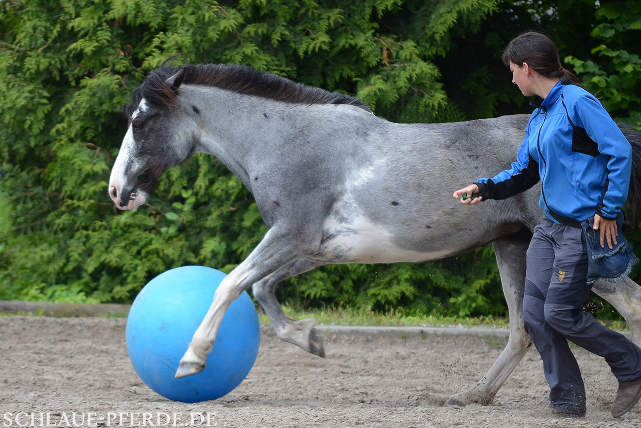 Gelassenheitstraining Zirkustrick: Pferd spielt Fussball