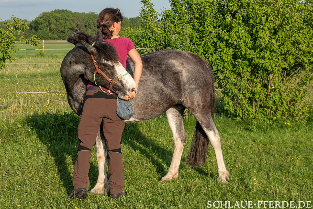 Zirkustrick Umarmen: Pferd umarmt einen Menschen