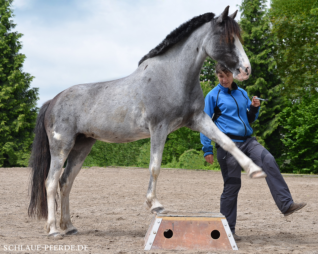 Zirkuslektion, Zirzensische Lektion, Zirkustrick: Pferd auf Podest