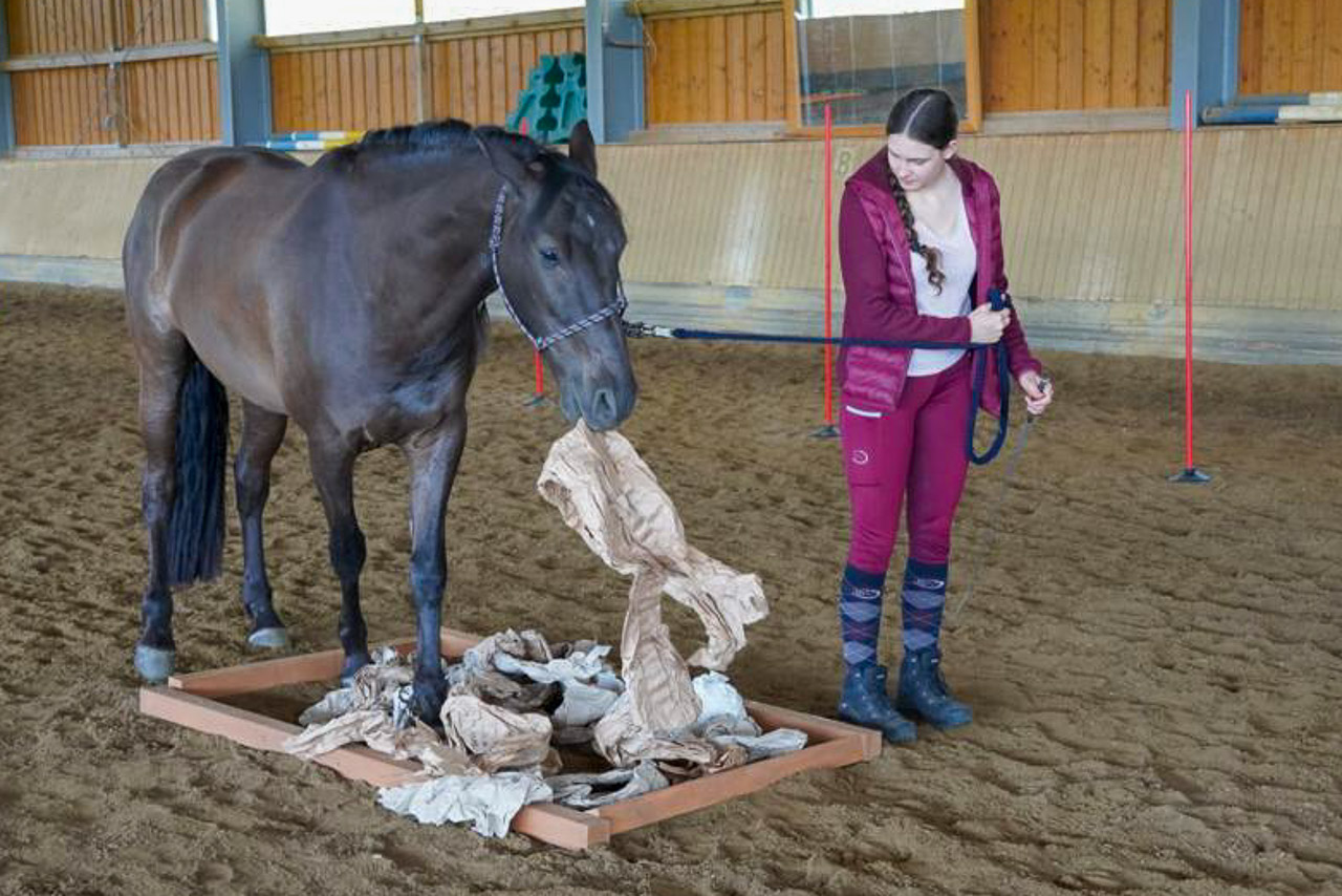 Einblicke in einen Horse Agility Kurs, Bildquelle: caballo.chocolate