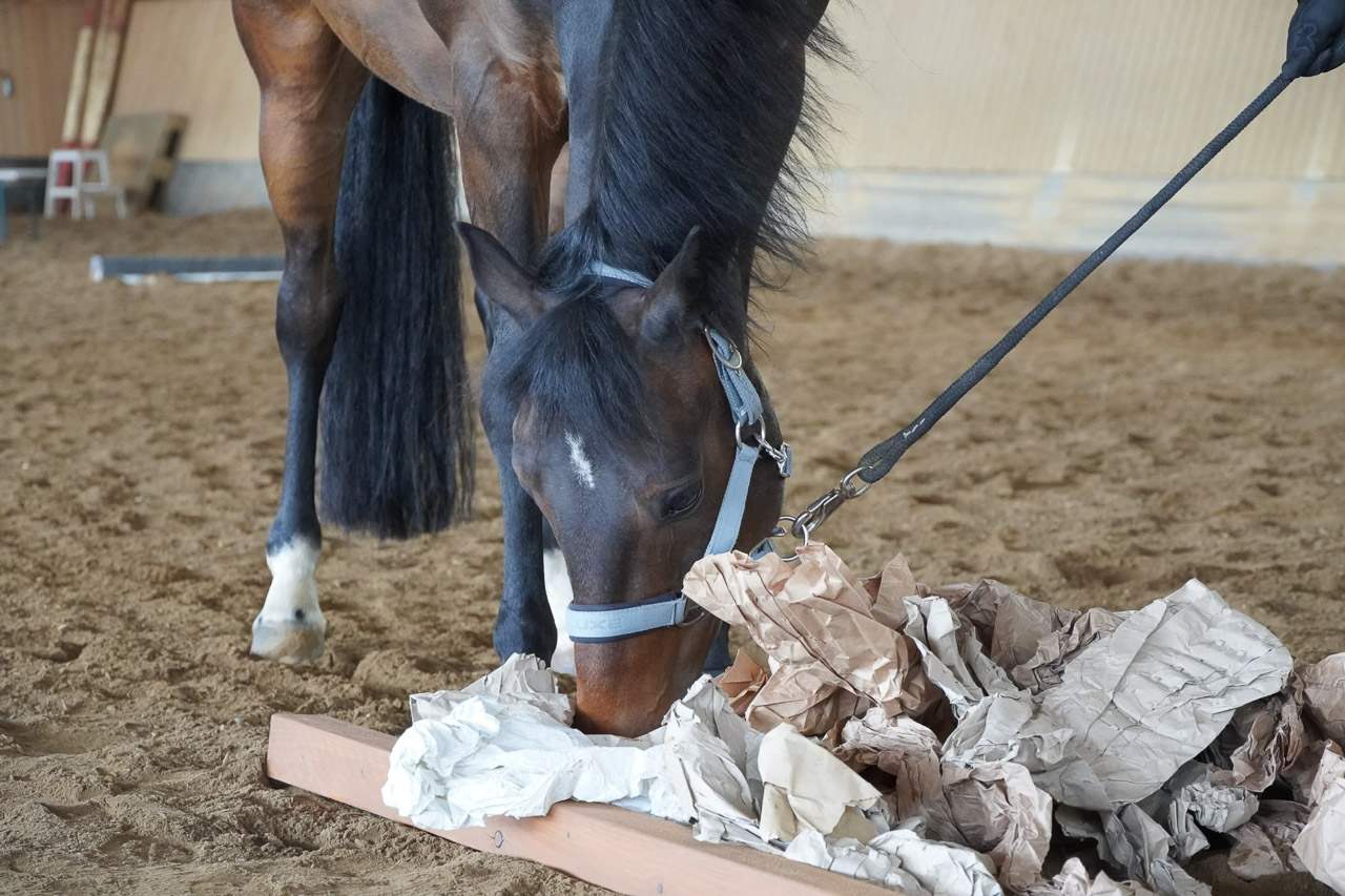 Einblicke in einen Horse Agility Kurs, Bildquelle: caballo.chocolate