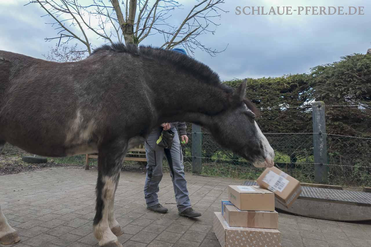 Online Kurs Beschäftigung im Winter und bei Boxenruhe für Pferde, Anleitungen, Übungen, Ideen und Kopfarbeit statt Beruhigungsmittel - Teil Beweglichkeit und Koordination - Reha Übungen