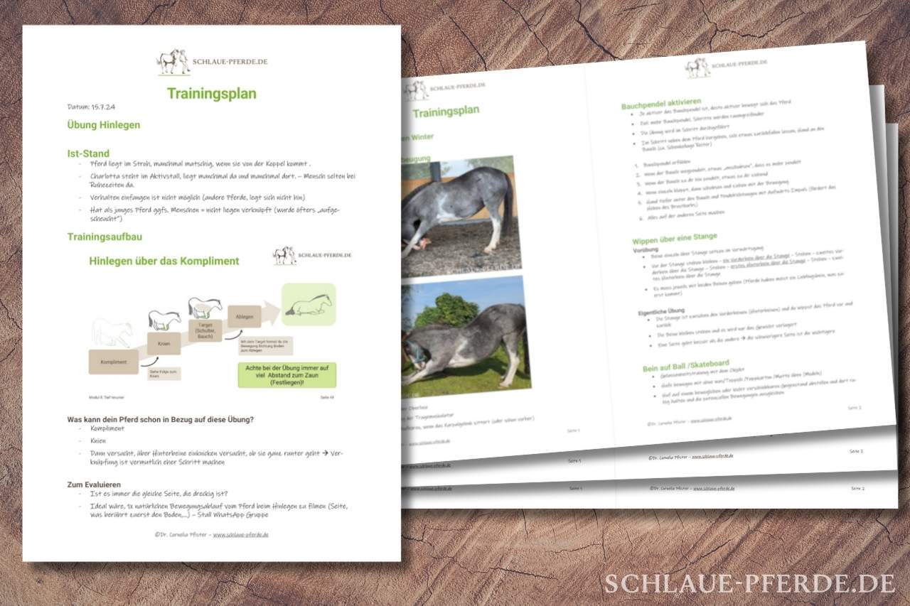 Trainingsplan Pferdetraining - Clickertraining erstellen - Online Unterricht mit Pferd