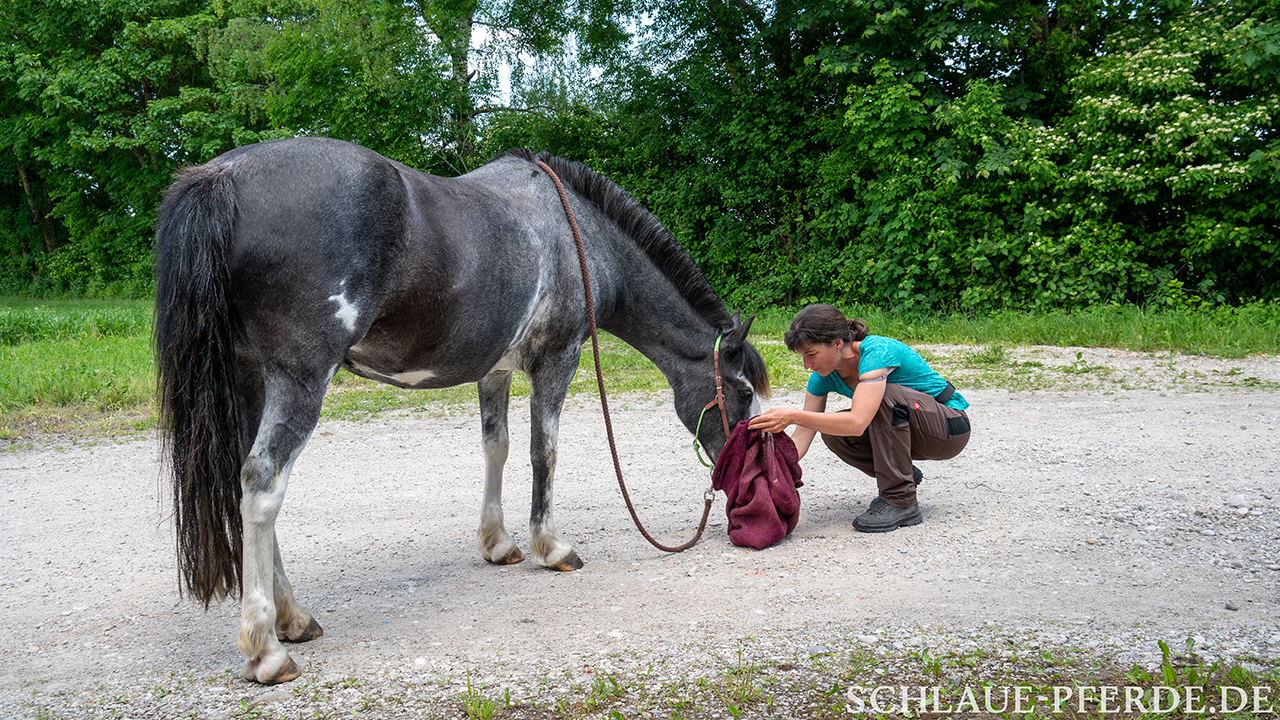 Pferd macht den Zirkustrick Sachen aus einem Sack holen; Pferd und Mensch sind gut zu sehen, für Videos ist die Aufnahme gut geeignet.