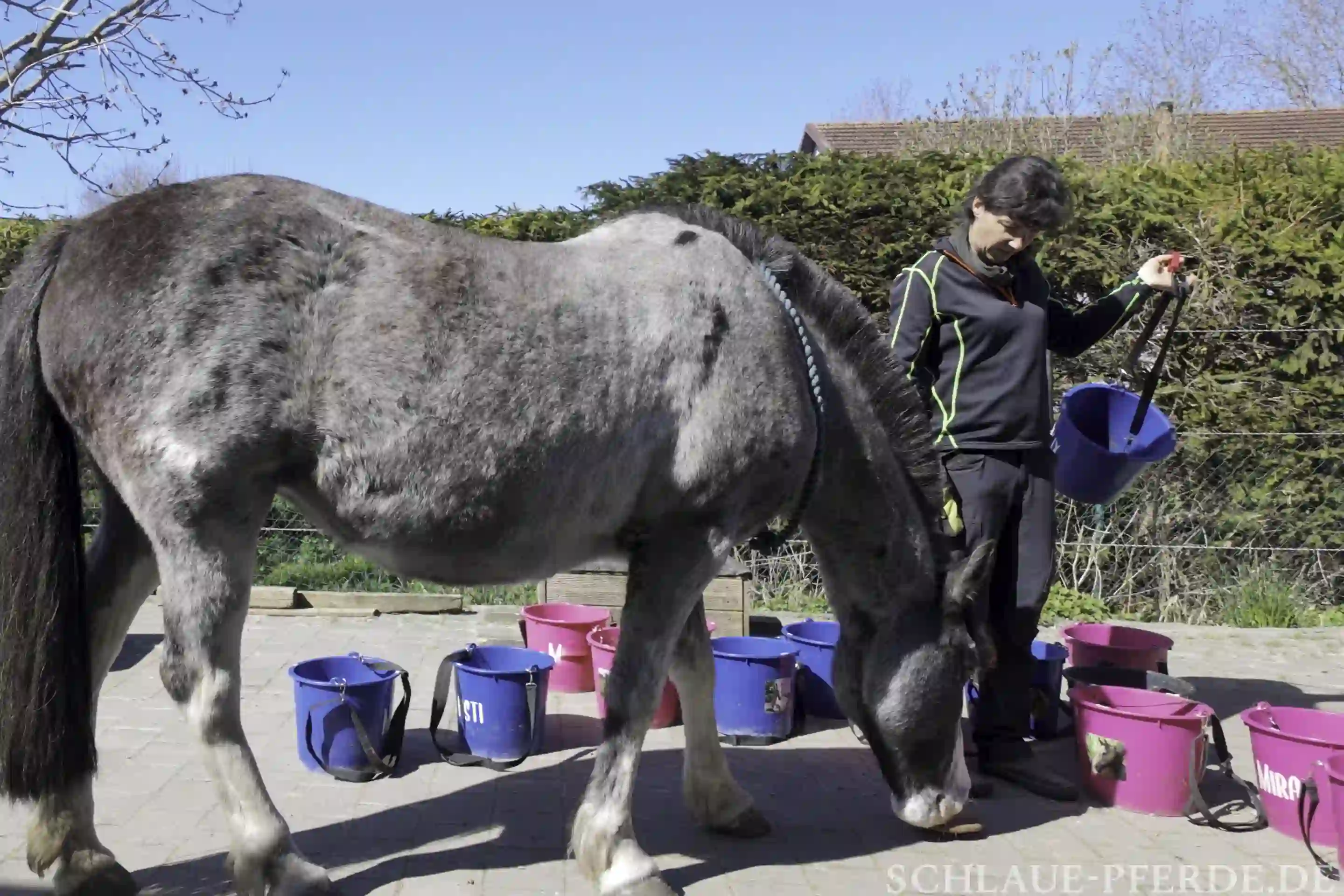 Futtererziehung als Möglichkeit, um Pferde am Grasen zu hindern