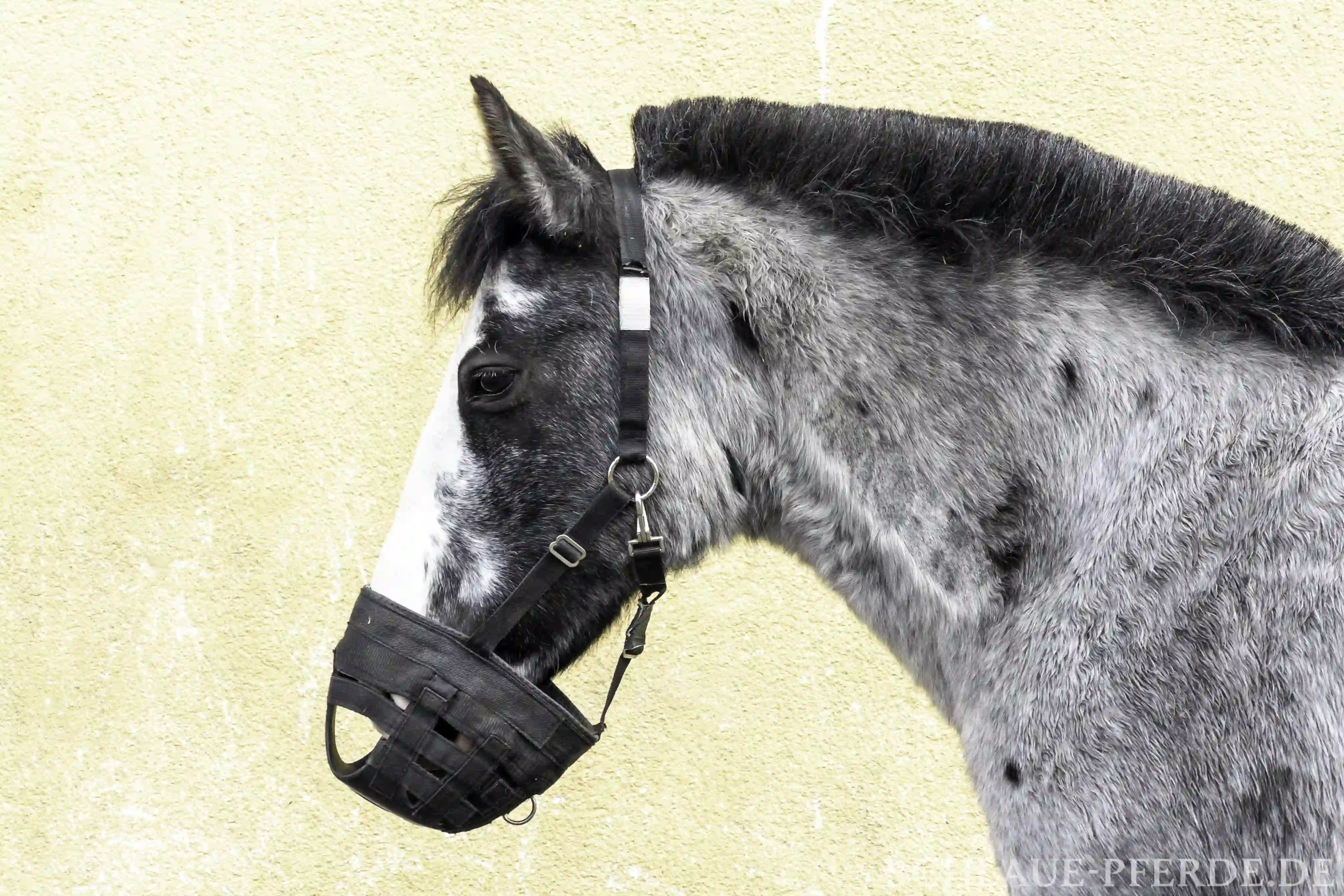 Pferd mit Maulkorb, um es am Grasen zu hindern