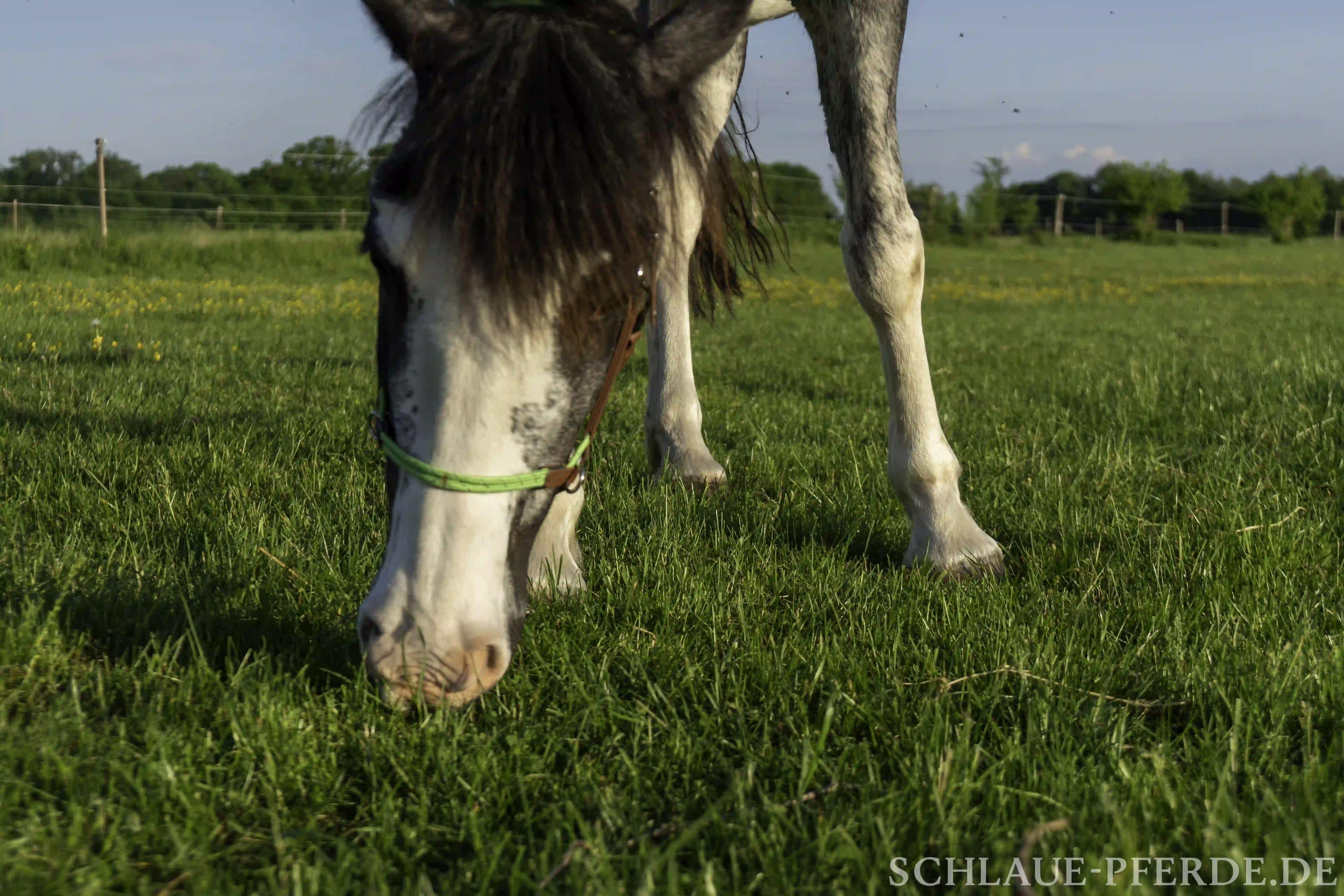 Pferd beim Grasen - Grastraining für Pferde