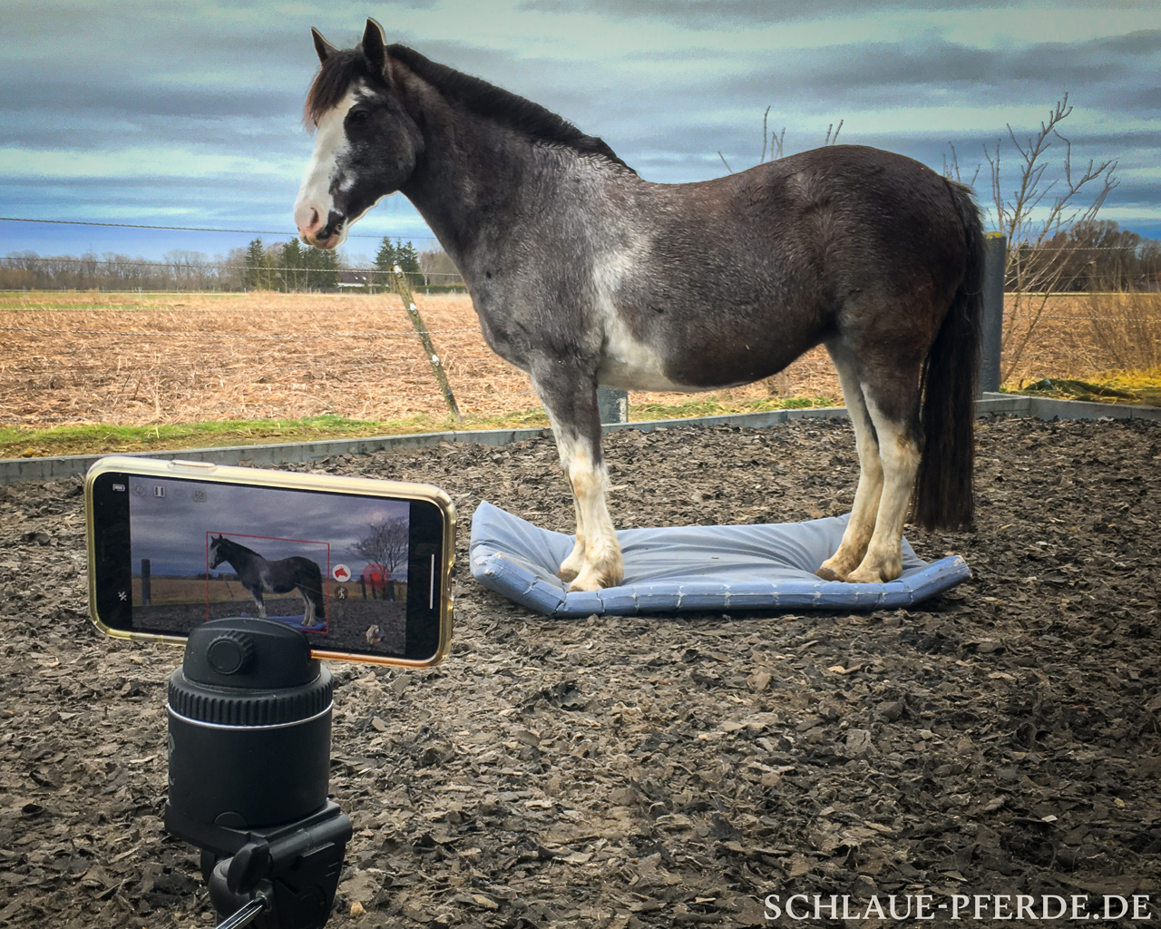 Autotrackingsystem, Reitkamera, Kameramann: Einstellungen und Erfahrungen mit dem Pivo Pod mit Pferd