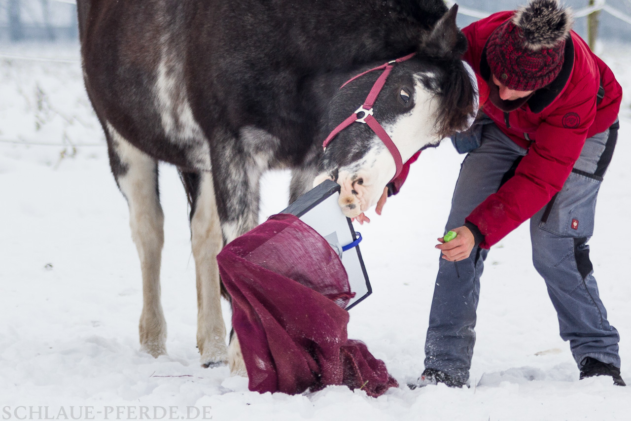 Zirkustrick Weihnachtsgeschenk aus dem Sack holen - Pferd beißt in das Geschenk.